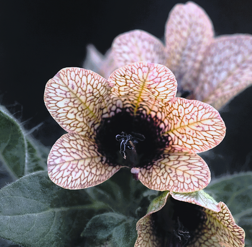 Blackened Henbane Luxury Candle
