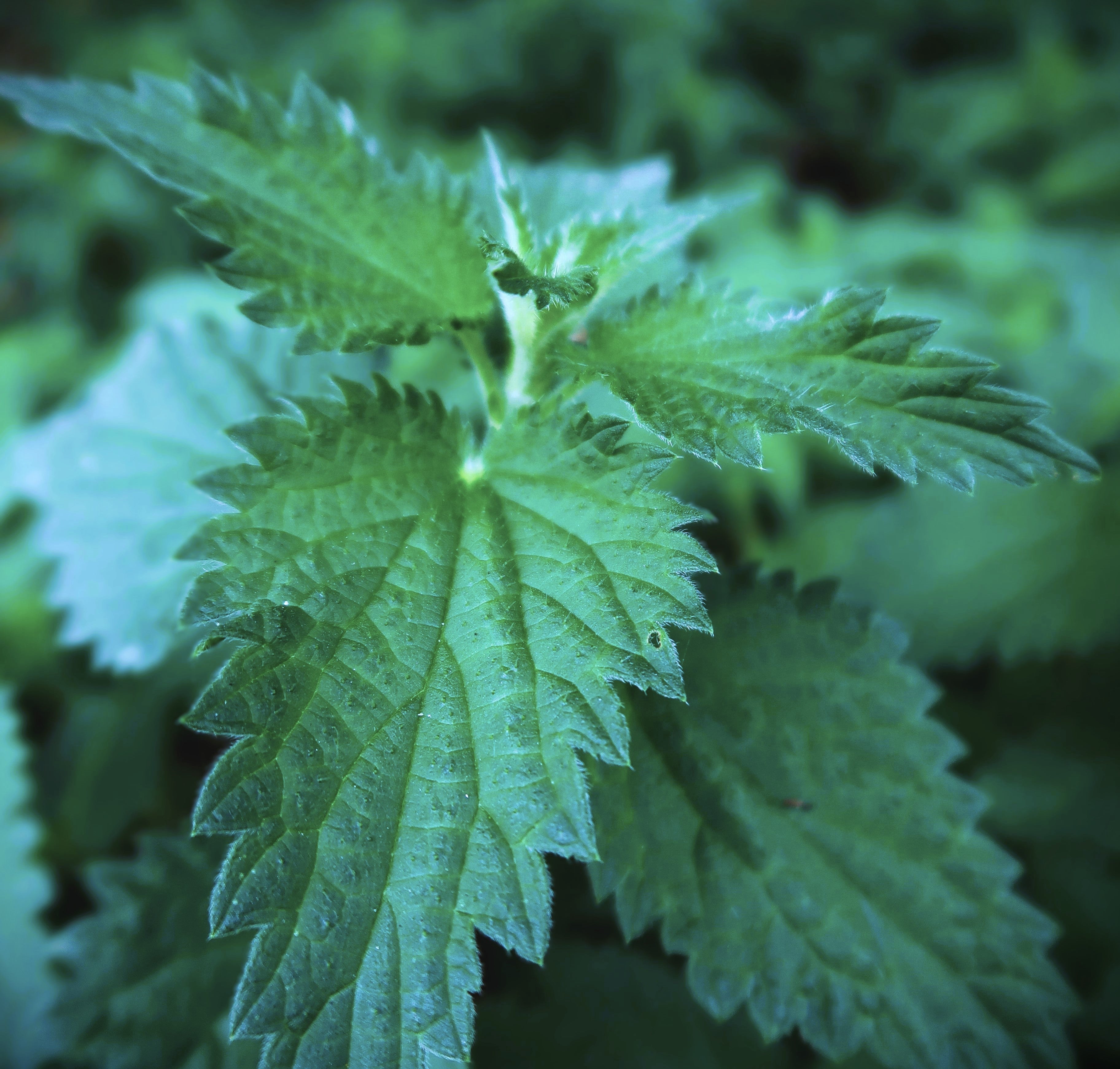 Stinging Nettle Luxury Candle